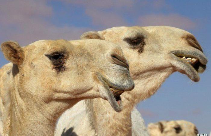 体育新闻 - 骆驼在埃菲尔铁塔前游行引发争议